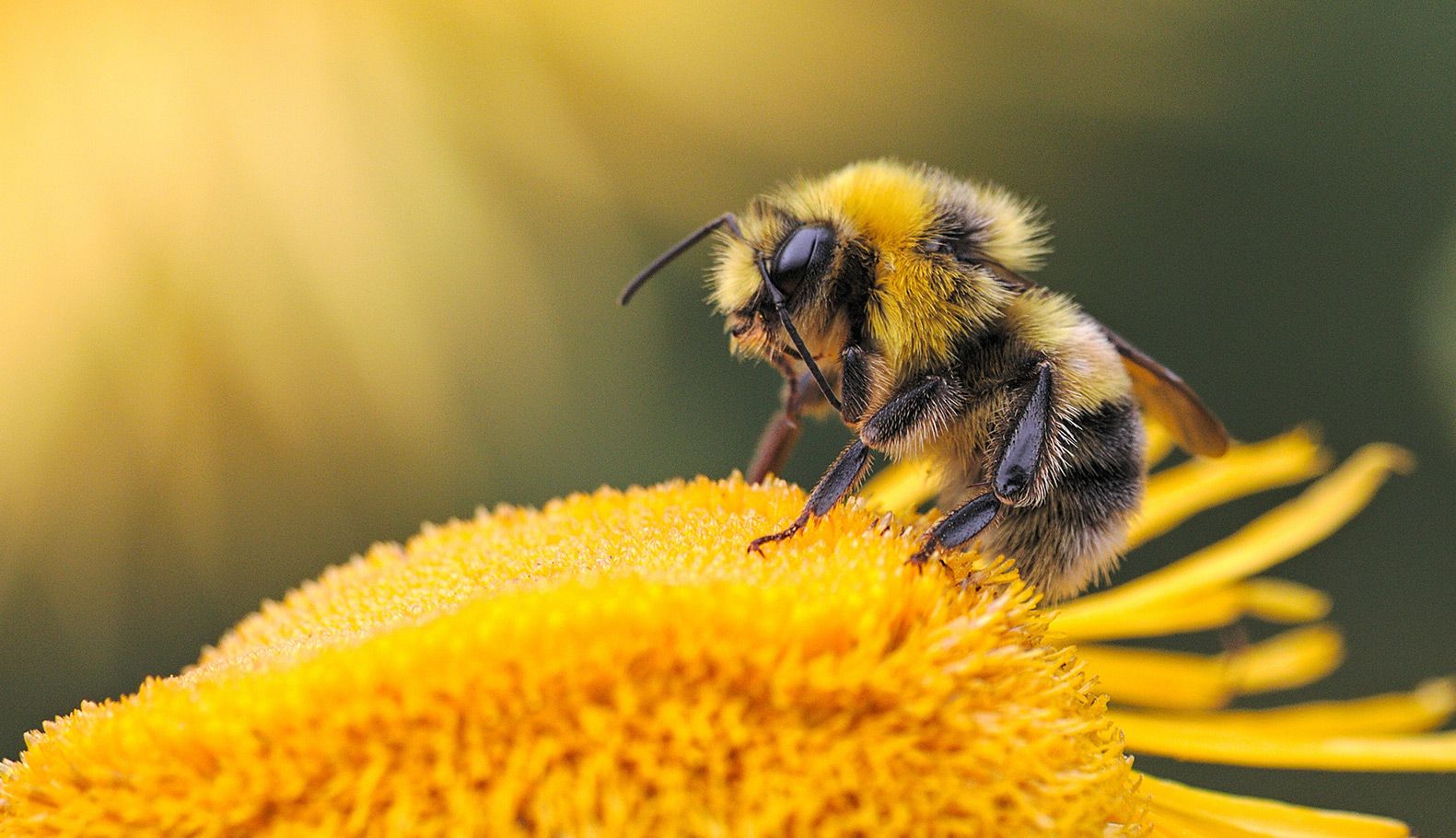 Cera de abeja, polen de abeja y propóleos de abeja